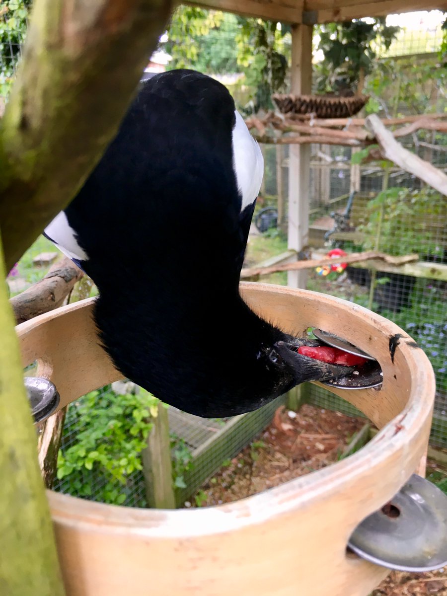 Sophie The Magpie on Twitter "RT breesophiebree Tambourine breakfast!"