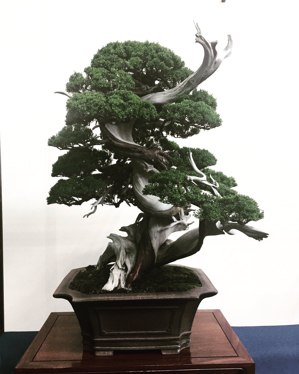 SEKAIBONSAI_jp tweet picture