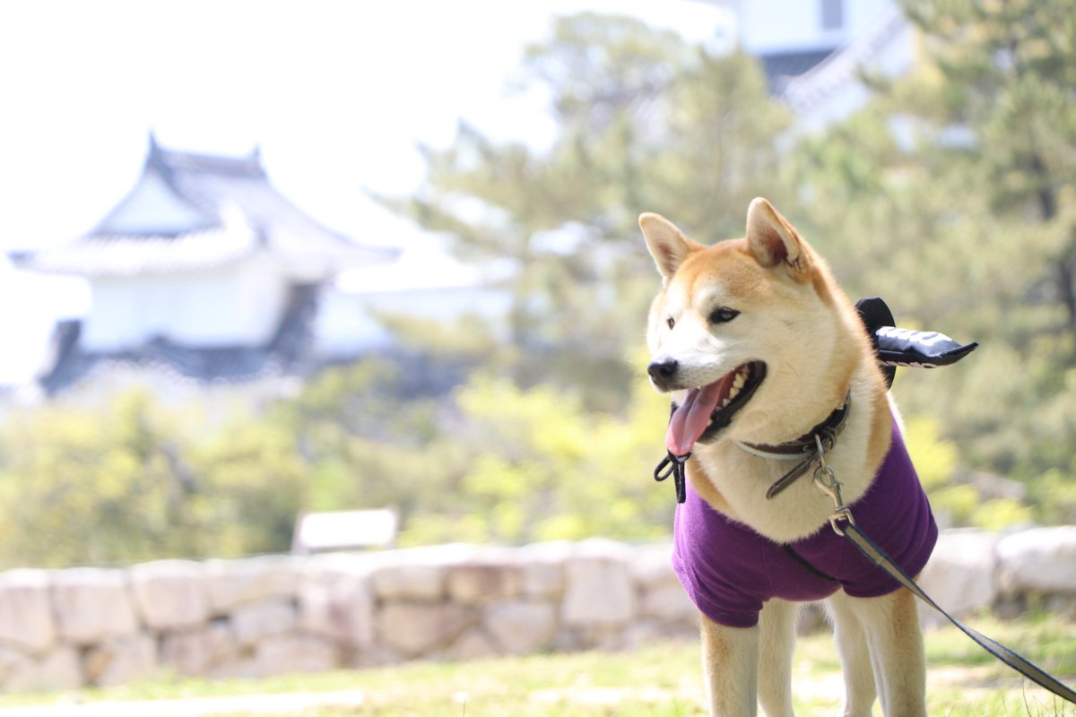 伊賀忍者犬