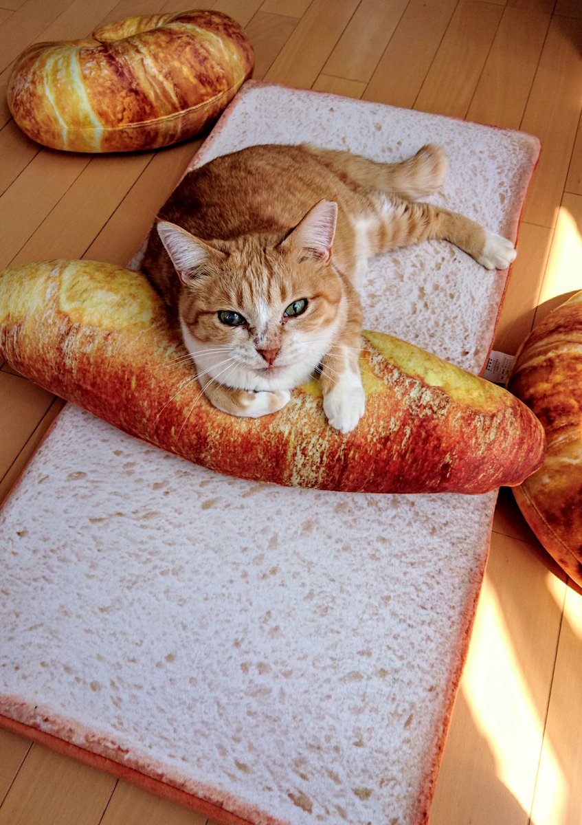 中澤しの うちもニトリのパンクッションを買いました 本格的に使う前に風を通して置こうかな って とりあえず窓際に置いておいたら即使用してた かわいい パンと猫かわいい