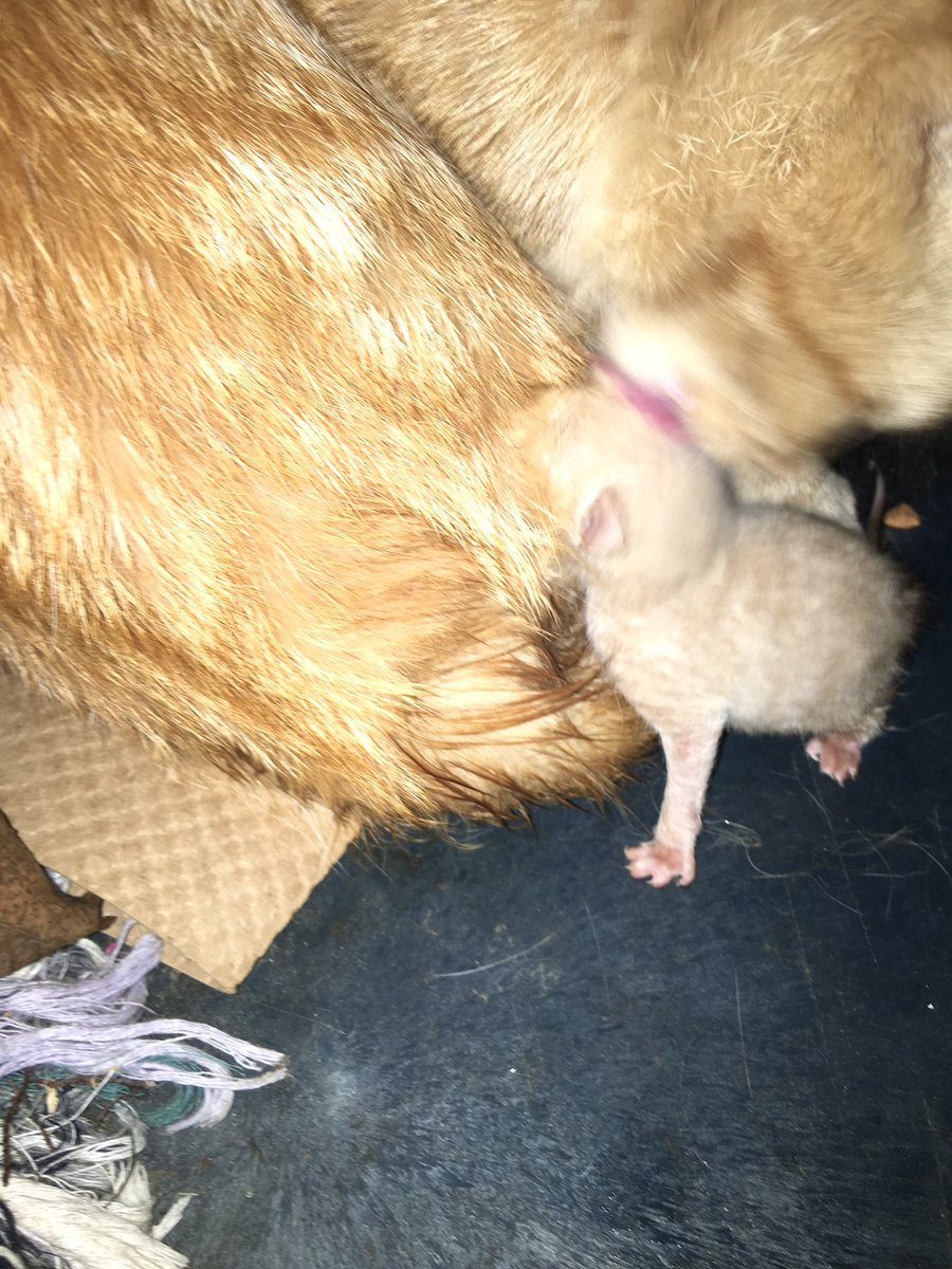 sam_dilliner's tweet photo. Free kittens. Mamma is the most unique cat ever. More dog than cat. If her babies are anything like her, you'll def want one! https://t.co/nEcT5dmyzZ