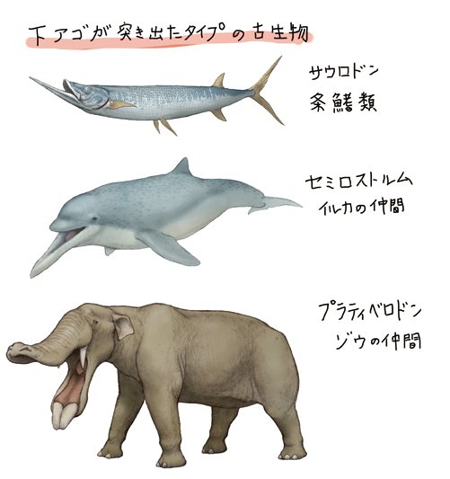 ドン プラティ ベロ