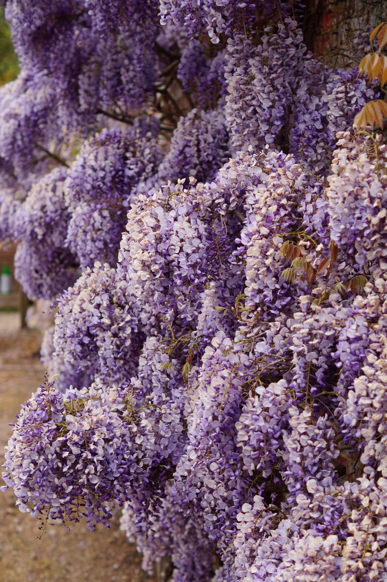 LauraReadx's tweet image. Such a lovely day at Ightham Mote yesterday! Beautiful wisteria 💜 @nationaltrust