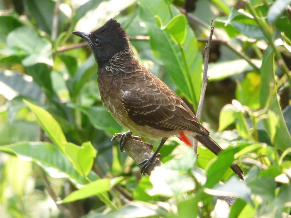 James Dauris on X: Red-vented Bulbul. The short crest and square-looking  head make this common #bird easy to spot around #SriLanka and the Indian  subcontinent. t.coGHakiobpxu  X