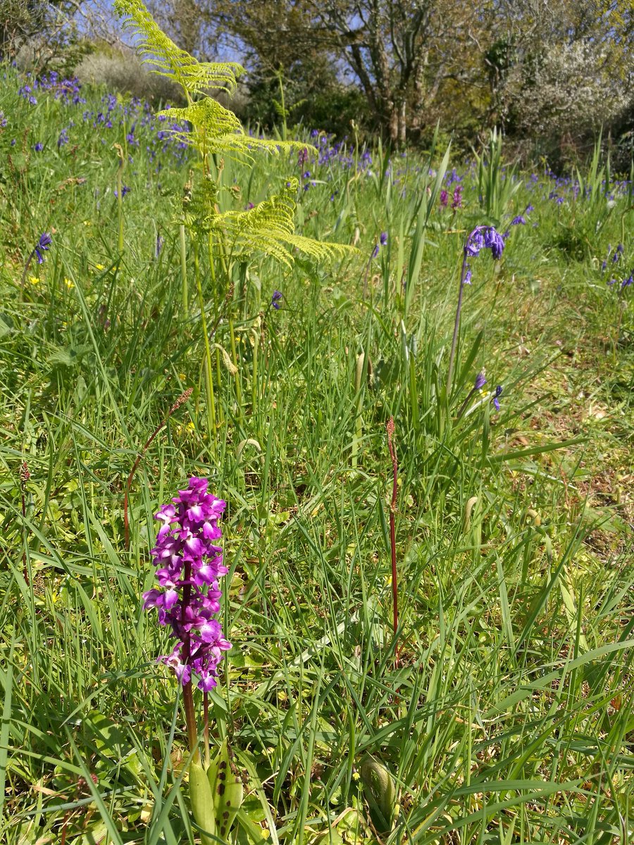 In an old cut flower field in far SW Cornwall. Beauty of nature in spring. #springflowers #kernow #landscapeuk #GetOutdoors #enjoylife