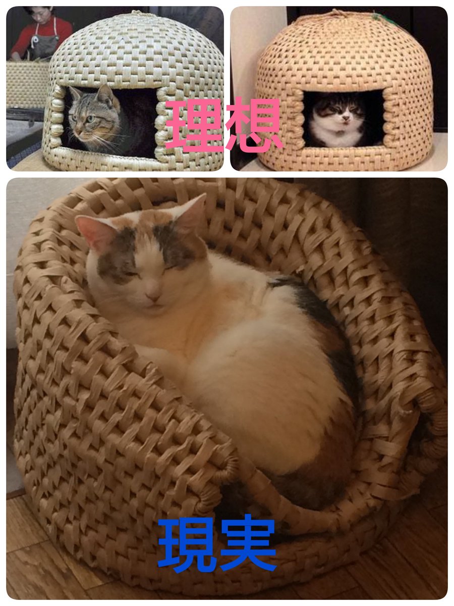 期待を裏切ることに定評のある猫様 期待を裏切ることに定評のある猫様
