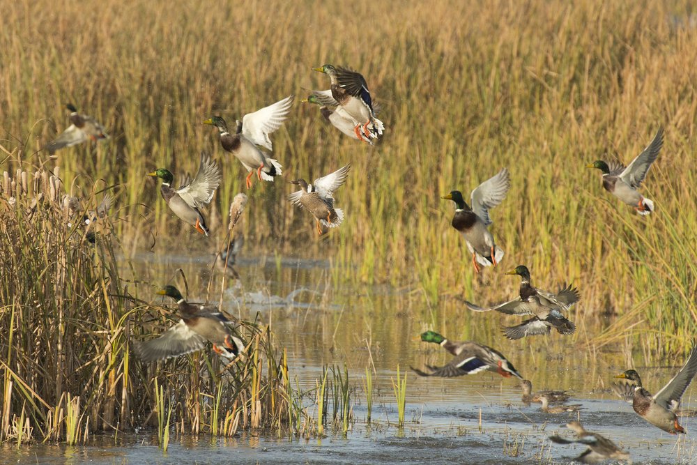 Whether you're interested in flighted or wild #waterfowlhunting, Big Easy has you covered. Learn more: ow.ly/vjKy30aZGz6