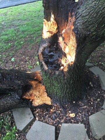 wrinkle05's tweet image. Our poor trees! @ZachAttack17926