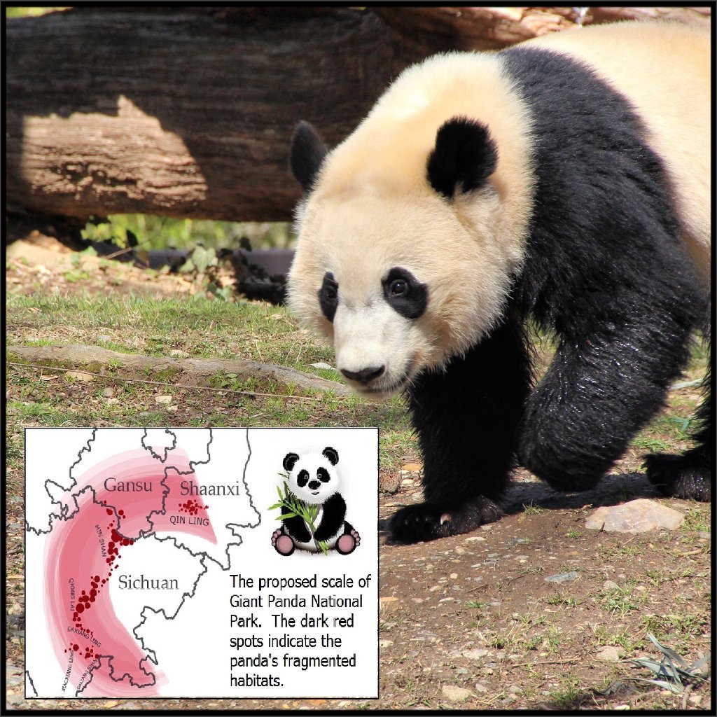 ShirleyCara1's tweet image. Great news from @Yanni&apos;s panda &apos;Santorini&apos;! #savepandas facebook.com/santorinipanda…