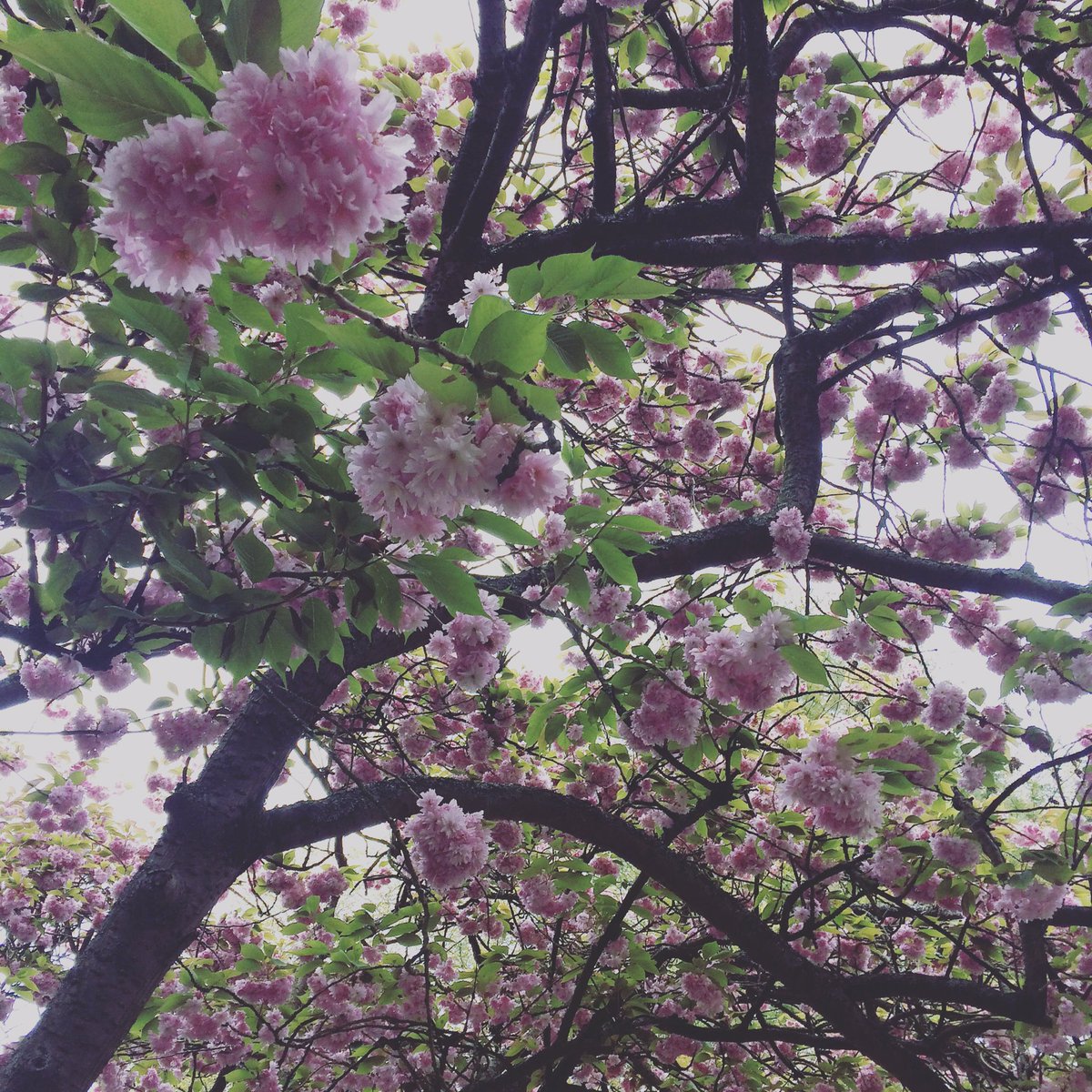 Really going to miss this beautiful #blossom when summer comes 🌸 #henriettapark #prettyinpink #sundaystrolling