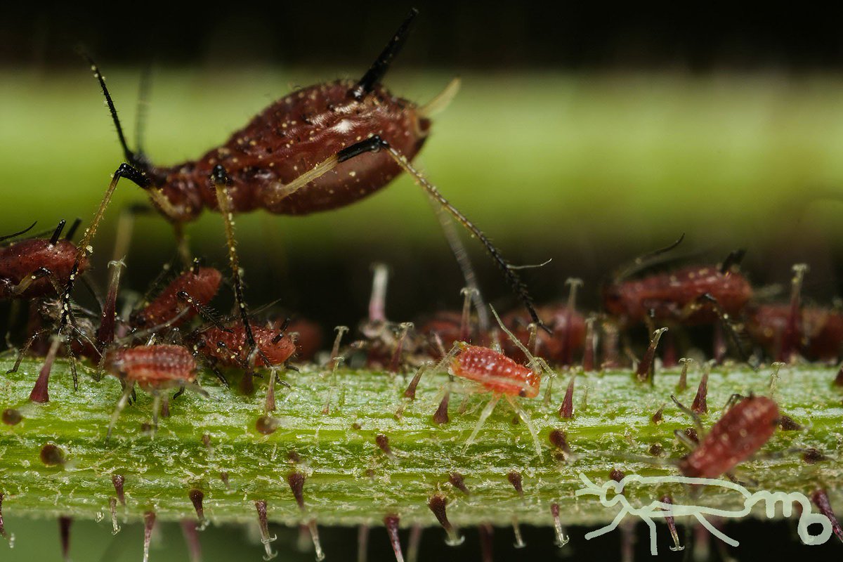 Mouuuusa على تويتر 赤いアブラムシ がきれいに整列してたので眺めてたら お尻から幼虫が出てきてました なんの植物だったか確かめないと何アブラムシかわからない