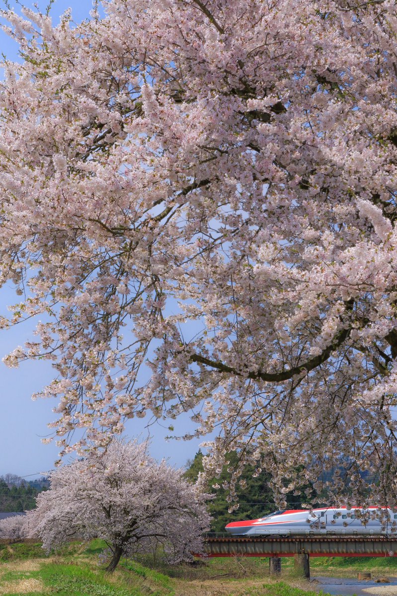 マロン様 マロン コンフィ 12個 | JEAN-PAUL HEVIN/ジャン＝ポール・エヴァン