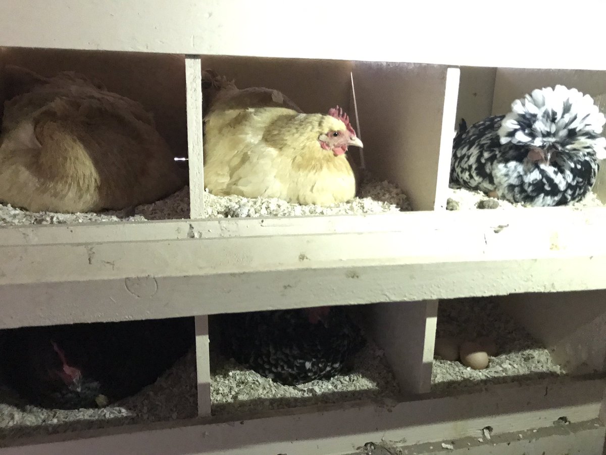 TravelSeeWrite's tweet image. It was an honor to dine at @ElPinto yday whr d owner himself wrks at farm, organic eggs cm fm in-house chicken farm &amp;amp; whr whose who hv dined