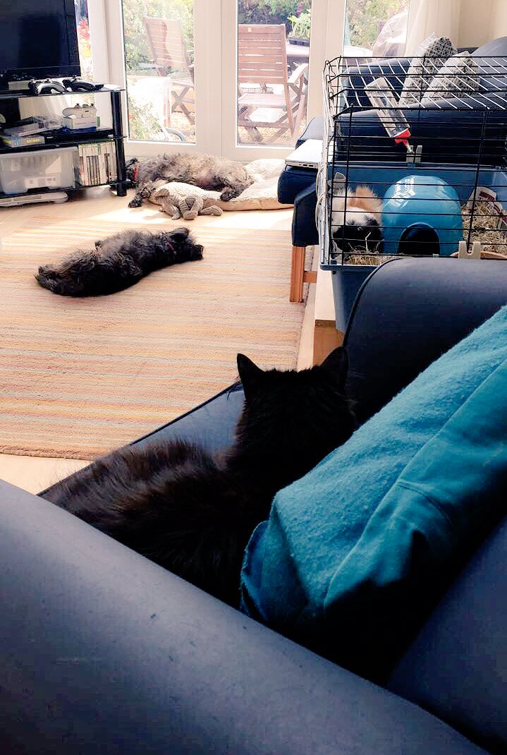 LottieMcGurk's tweet image. The ultimate study team  #EssaySupportSystem