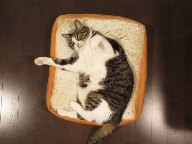 ニトリのパンクッション 猫 もう離さない えのげ