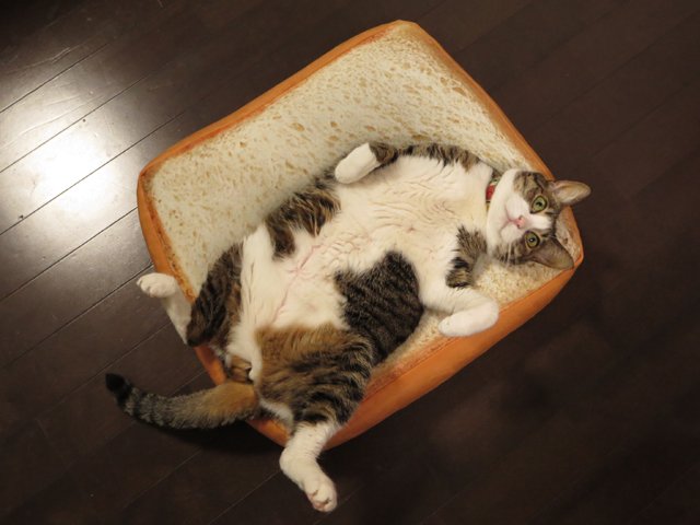 ニトリのパンクッション 猫 もう離さない えのげ