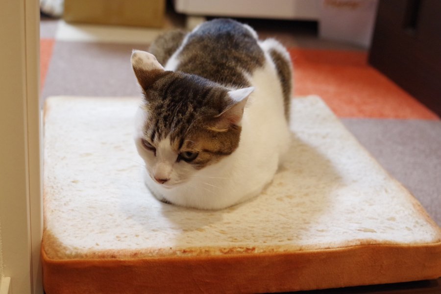 まゆ 皆さんの猫さんはクッションを気に入って使ってくれて羨ましい ジュジュの仕方なく乗ってる感 たぶんこれ以上は望めないですw でもパンに乗ってる猫の写真増えてかわいくて嬉しい パンの上の猫 まゆ 皆さんの猫さんはクッションを気に入って使ってくれて羨ましい ジュジュの仕方なく乗ってる感 たぶんこれ以上は望めないですw でもパンに乗ってる猫の写真増えてかわいくて嬉しい パンの上の猫