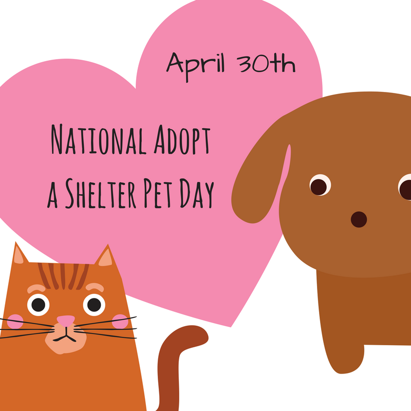 national adopt a shelter pet day
