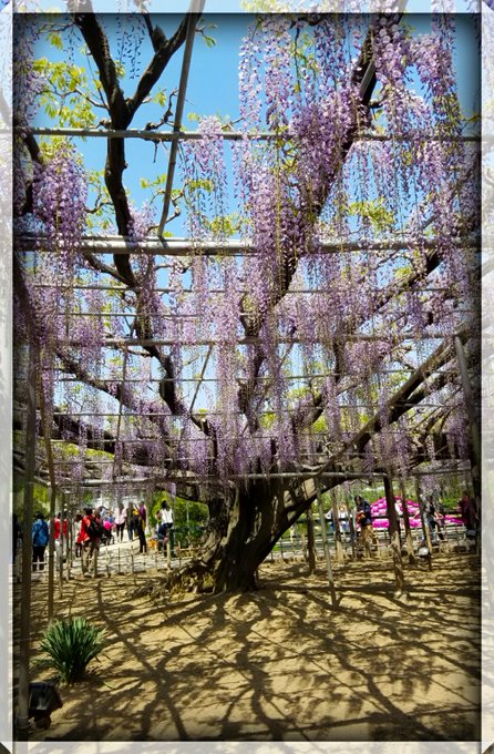 藤の花のtwitterイラスト検索結果 古い順 藤の花のtwitterイラスト検索結果 古い順