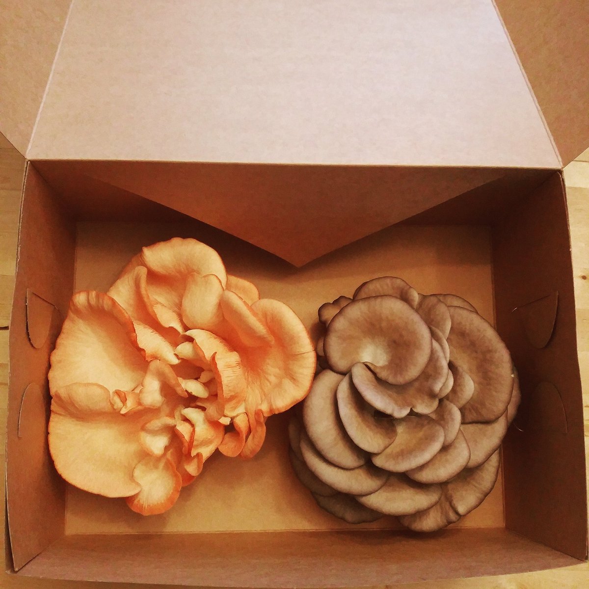 Two Bouquets are Twice as Nice.  #mushrooms #greyoyster #pinkoyster