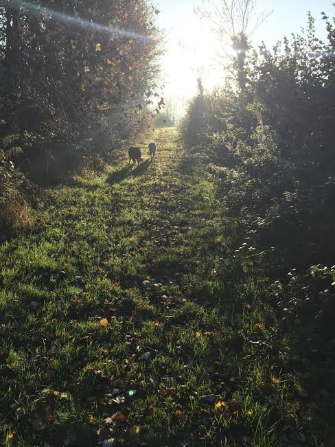 SecureDogField's tweet image. In Exmouth a secure 9 acre field available for exclusive use hire to dog owners- to book call 07512305323