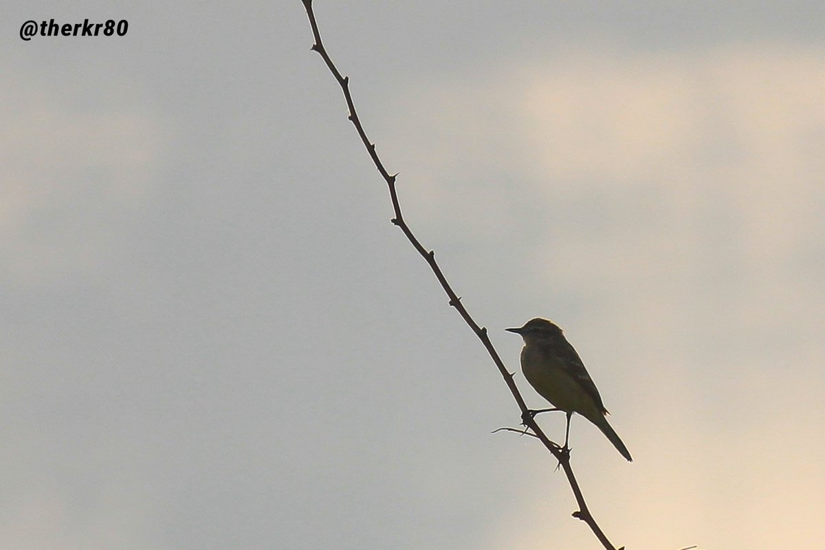 #TheKingsSnaps
#Silhouette
#YellowWagTail
#Coimbatore