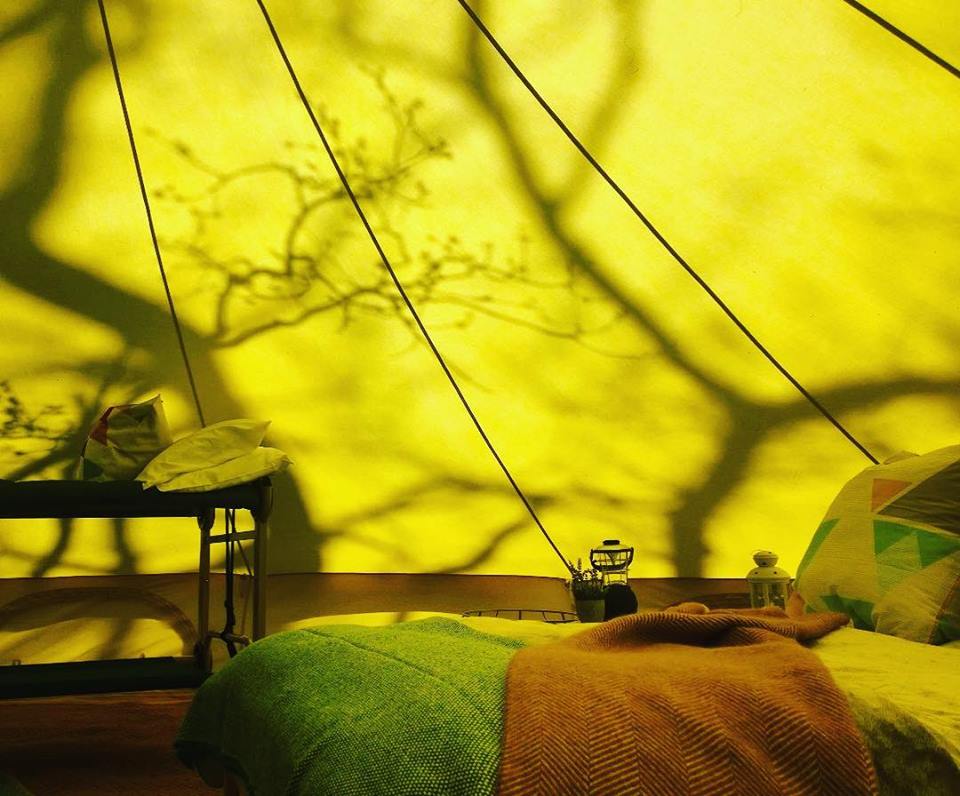 Incredible shadows on our canvas at <a href="/broadscamping/">Hickling Campsite</a>. Enjoy our glamped bell tent to hire until Sept 2017 at this gorgeous site.