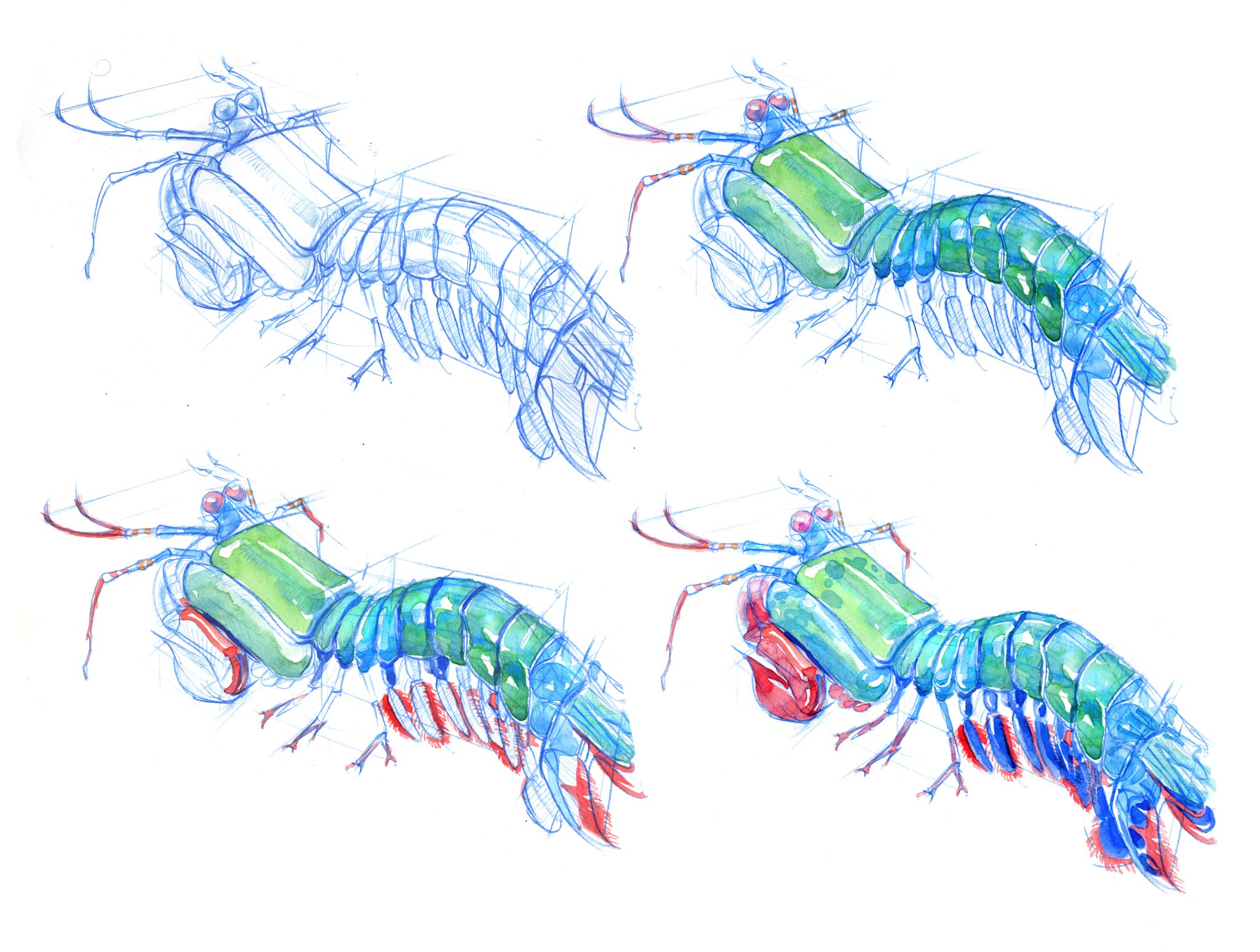 Peacock Mantis Shrimp Drawing C RUQjjXkAEMAq5 Large