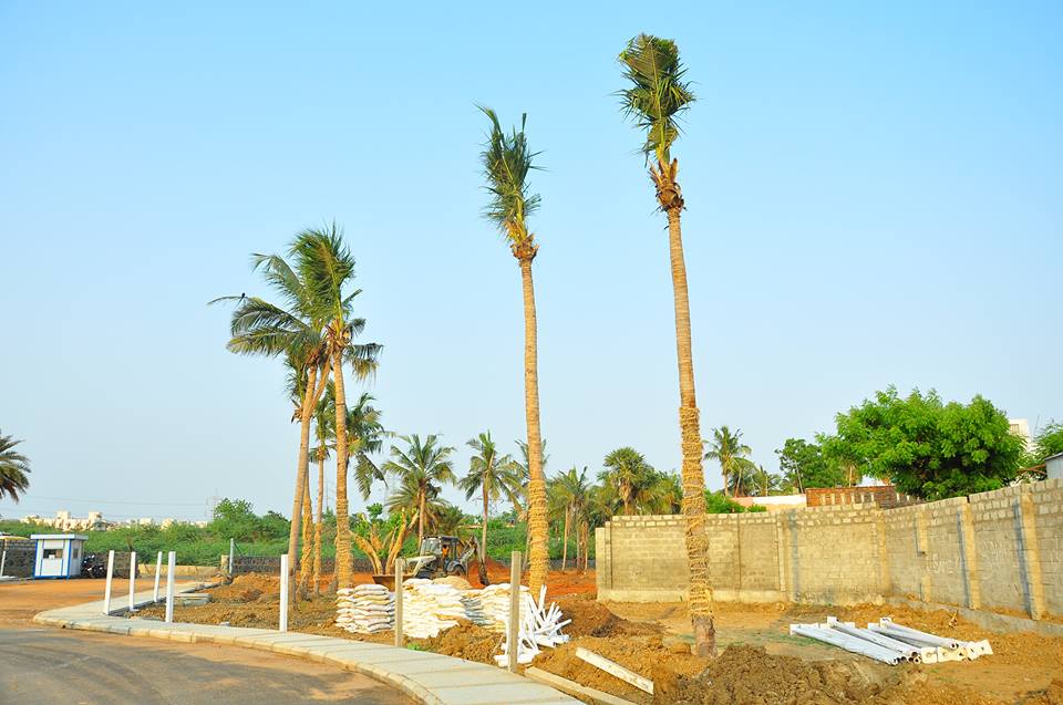 jeyamlandscape's tweet image. 26 Nos of #Hugetrees #Transplantation and saved in #Chennai.
#Treetransplantation
#SaveTreesinchennai
#Treestranslocation
#treeplanting