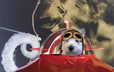 #Angels #TheAviators <a href="/fluffybasil/">Teddy, Pumpkin Pie & Magic</a> <a href="/We3kitties_JKM/">🌈Charli,Sid,RIPThomas 😢💔</a> Loopin da loop for Charlie xxx Welcome home my fwend *takes Charlies paw &amp; holds tight*