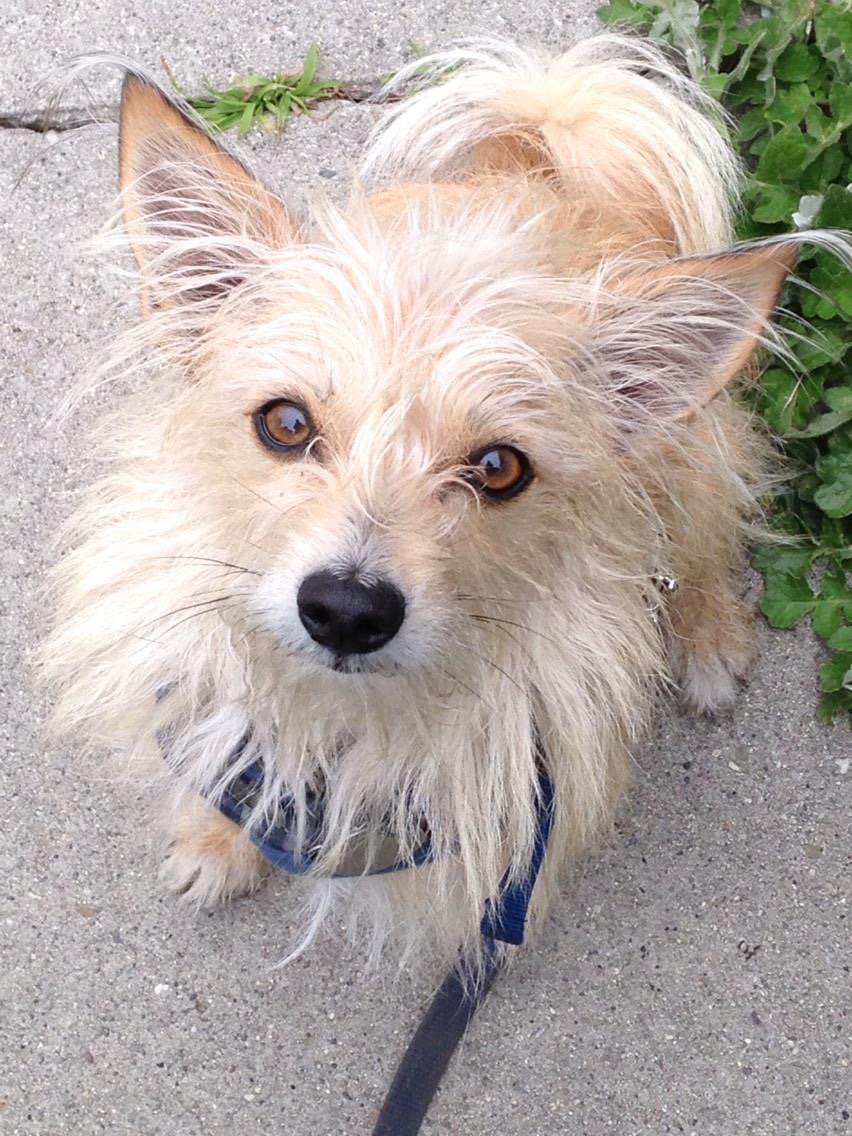 ClaireMcEwen1's tweet photo. He's fluffy and funny and he makes us smile every day. #whyIadopt #adoptashelterpetday #adoptdontshop https://t.co/APaPMKwIAW