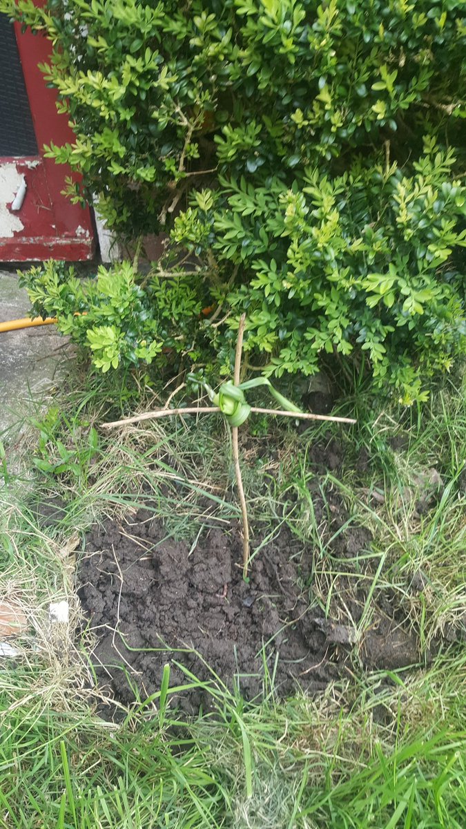 Kyle_Albie's tweet photo. My cat brought this in...R.I.P little guy https://t.co/TX0zmsI8k2