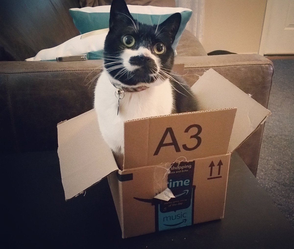 LifeOfStrife's tweet photo. "Alexa, order me a new HAT." @amazonecho #DotProblems https://t.co/Ib9v8JsOeW