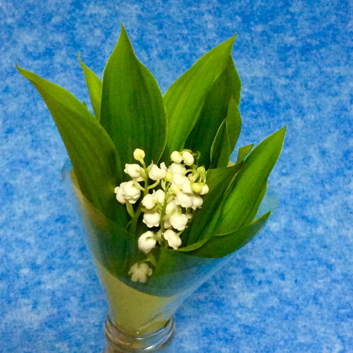 水時計 على تويتر 5月1日はスズランの日 フランスでは Jour De Muguet と言って 家族や友人 親しい人にスズランの花を贈る習慣があります 贈られた人に幸せが訪れるそう 愛らしい花の形と甘い香りがとってもロマンティック スズラン すずらん 花 水時計 على تويتر 5月1日はスズランの日 フランスでは Jour De Muguet と言って 家族や友人 親しい人にスズランの花を贈る習慣があります 贈られた人に幸せが訪れるそう 愛らしい花の形と甘い香りがとってもロマンティック スズラン すずらん 花