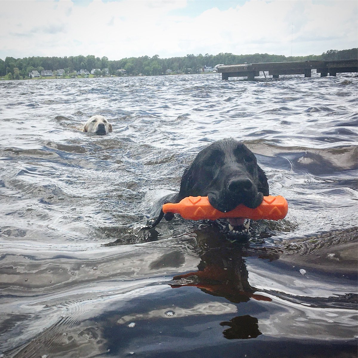 RichterBruce's tweet photo. Kona is still struggling with this habit of getting #chicked ...... Hang in there, bro. It happens. #firstdogproblems https://t.co/SntwBbAkO7