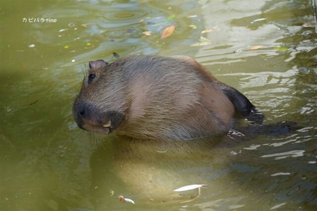 capyzoo's tweet image. 東武に背泳ぎするカピバラが！
たまたまかなって思ったら  何回も何回も自分で後ろに倒れて  泳いでましたw