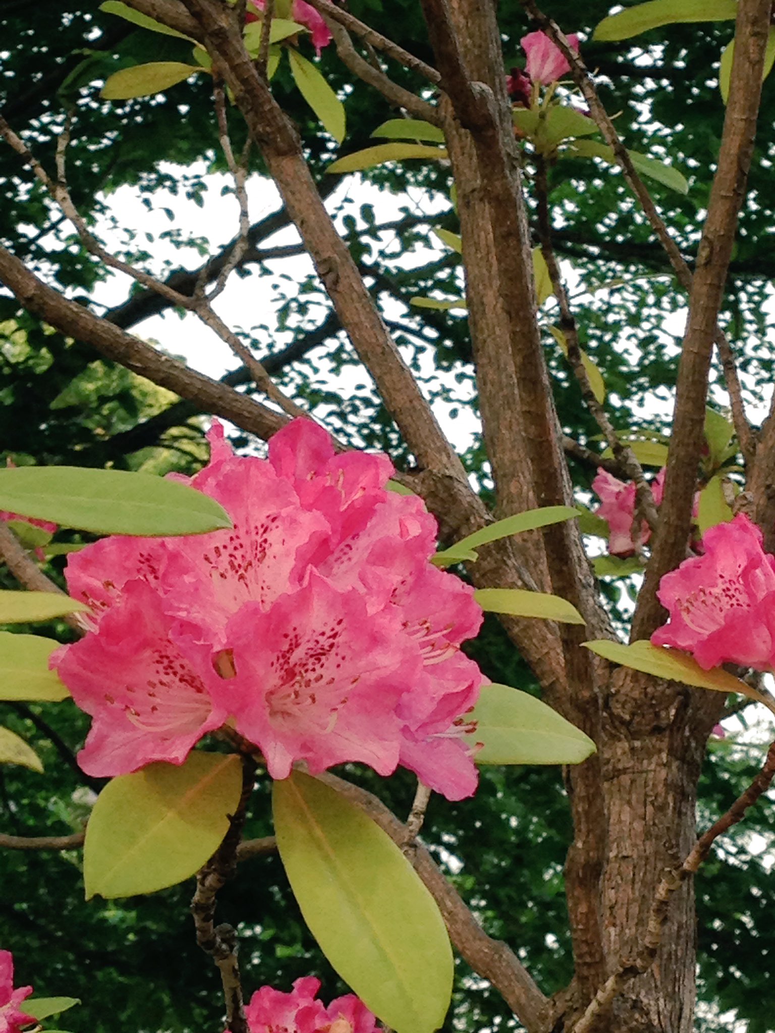 Thankyou H 高い木に咲くツツジを見つけました 上に見上げるツツジは かわいらしいピンク色で 葉っぱのきみどりいろと一緒に目に映って いきいきとしていました 花 ツツジ