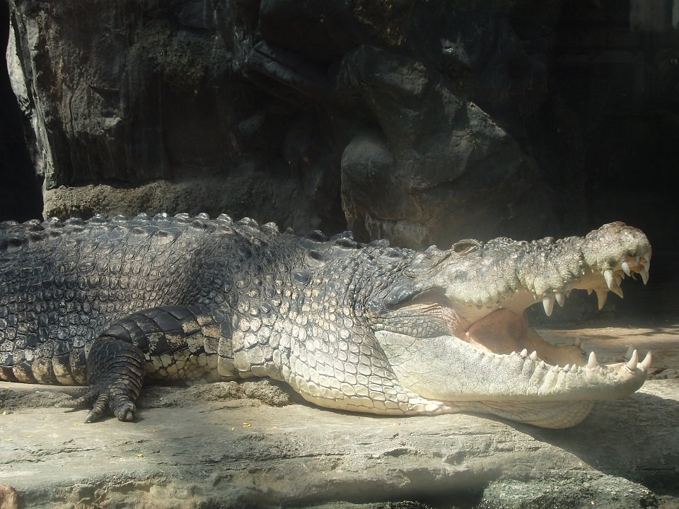 上野動物園 公式 しかし 哺乳類よりずっと省エネなのは両生類や爬虫類 現在上野動物園にいる動物だと イリエワニに餌を与えるのは2週間に1度です 人間の感覚で毎日給餌すると 消化不良で病気になることもあります 上野動物園 公式 しかし 哺乳類よりずっと省エネなのは両生類や爬虫類 現在上野動物園にいる動物だと イリエワニに餌を与えるのは2週間に1度です 人間の感覚で毎日給餌すると 消化不良で病気になることもあります