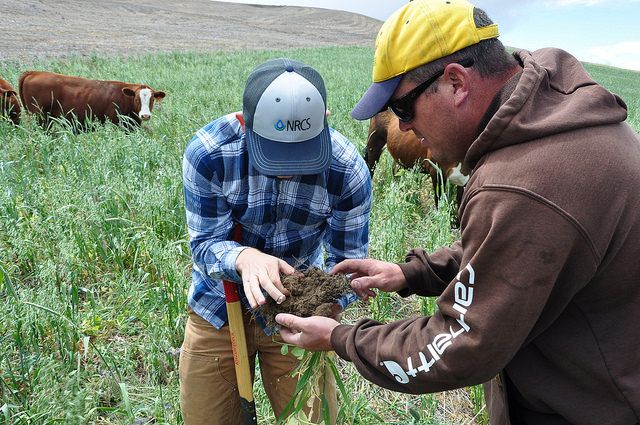 NRCS_Oregon's tweet photo. Noah Williams is bucking the trend and growing #covercrops on dryland! Noah knows #HealthySoilsAreFullOfLife https://t.co/GiYY4uS8Zn https://t.co/u8TP4AyVzA