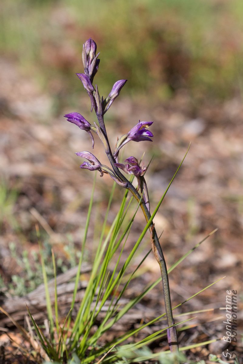 Steph_Bonhomme's tweet photo. La #limodore à feuilles avortées (#Limodorum abortivum) est une orchidée violette de grande taille qui ne passe pas inaperçue. https://t.co/jYi6XVrteJ