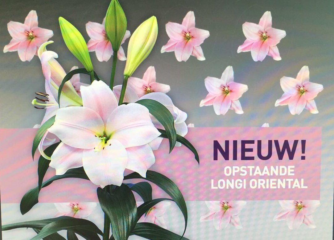 Het ziet er naar uit dat onze nieuwe lelie cali donderdag op Aalsmeer geveild word door Bakker