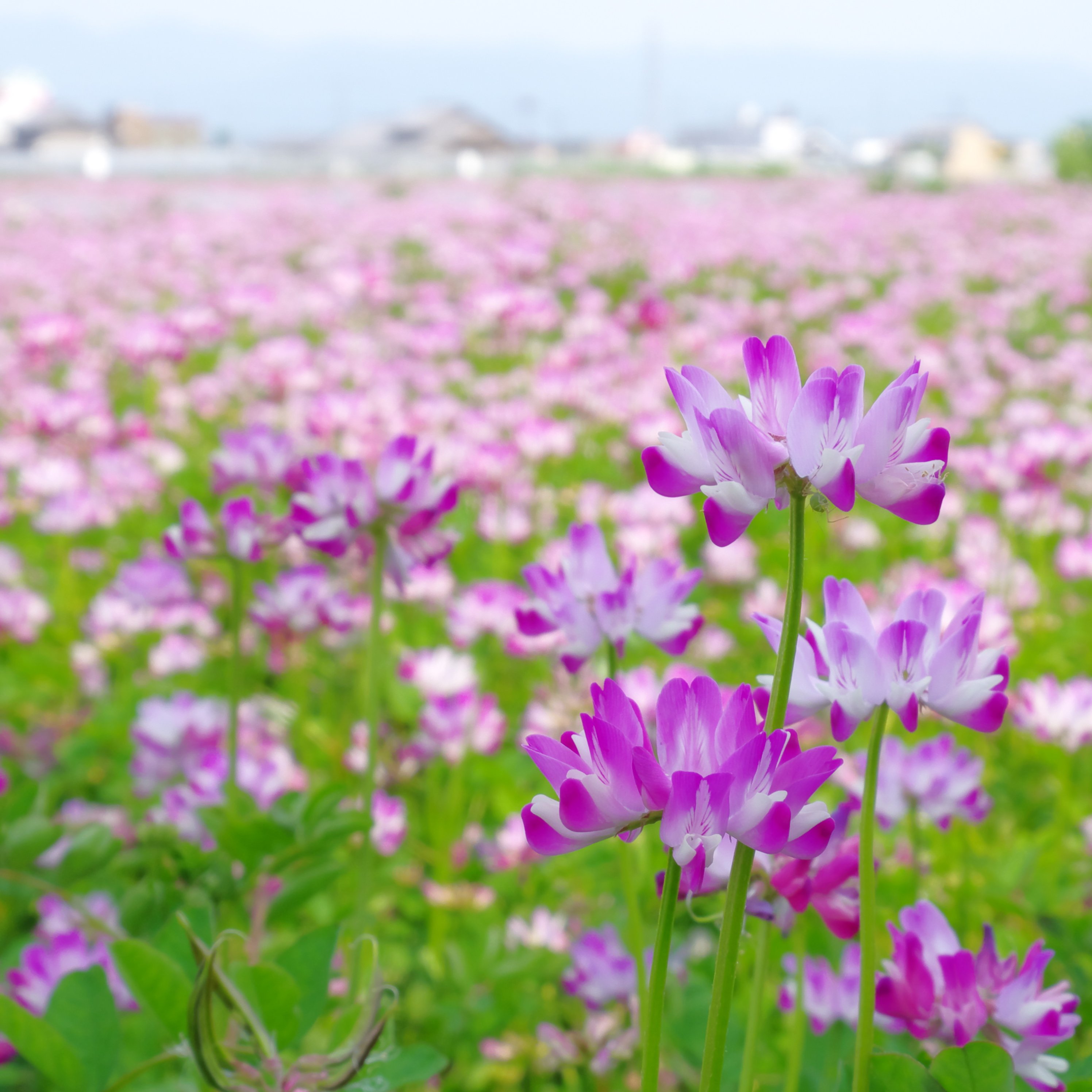 Kasanelab 思いを重ねてみなさまのお腹と足元をあたためます こんにちは Gw真っ只中の今日も夏日 になっている奈良県 昨日に引続き暑い一日になっています 田んぼでは田おこし が始まっていますが 休耕田では今 蓮華 の花が見頃を迎えています