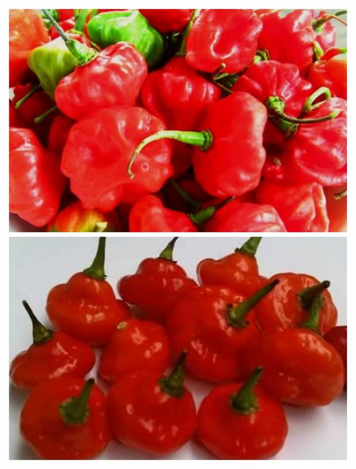 DArestu's tweet photo. @IDberkebun Min mau tanya, kira2 tau gaa yaa bisa dapetin cabe jenis ini dimana? Makasih https://t.co/rFzsqa4ZRx