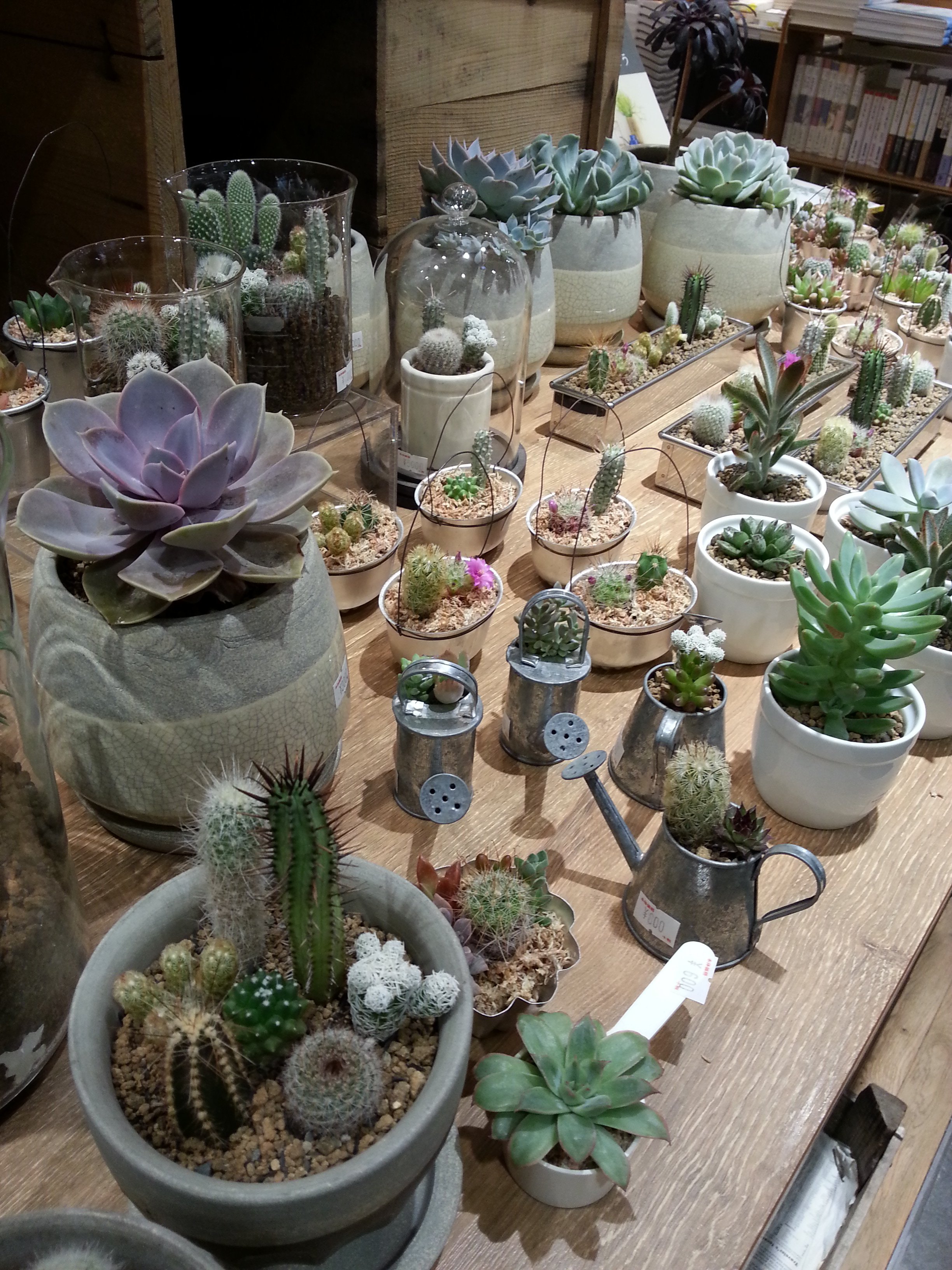 Paper Wall Nonowa 国立 Sol Sol 春の多肉フェア 小さなサボテンや多肉を中心に並んでいます ブリキや ガラス 陶器などに植わっているのでそのまま飾っていただけます 植え替え用の土などもご用意したいます ご来店お待ちしております T Co