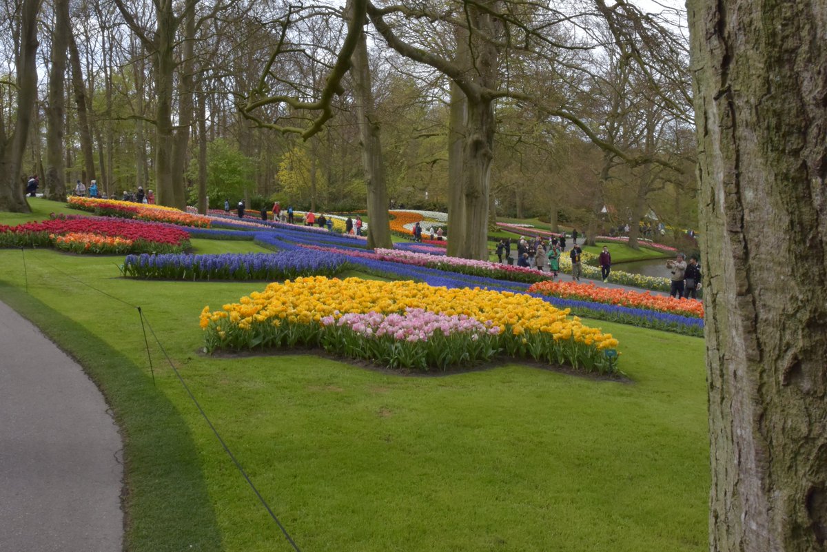 Alstroemeria's stelen show op Keukenhof t/m 2 mei. Vele stelen zijn aangeleverd door veredelaars &amp; kwekers met een kleurrijk eindresultaat.