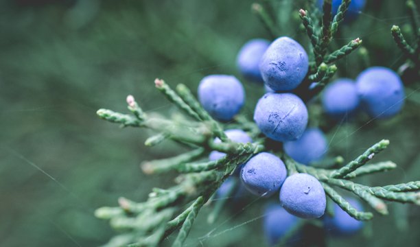 The gin boom is showing no let up, so The Spirits Business asks: Does the category need tighter definitions? ow.ly/xA9V30bg5Ls