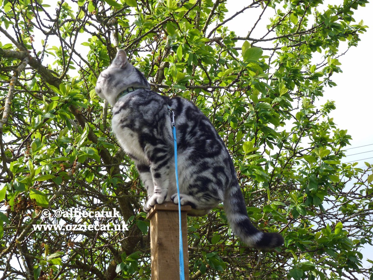 On Patrol &amp; waiting to catch any low flying Birdy's that come my way..my plan is not working well so far MOL ! Have a Great #kittyloafmonday