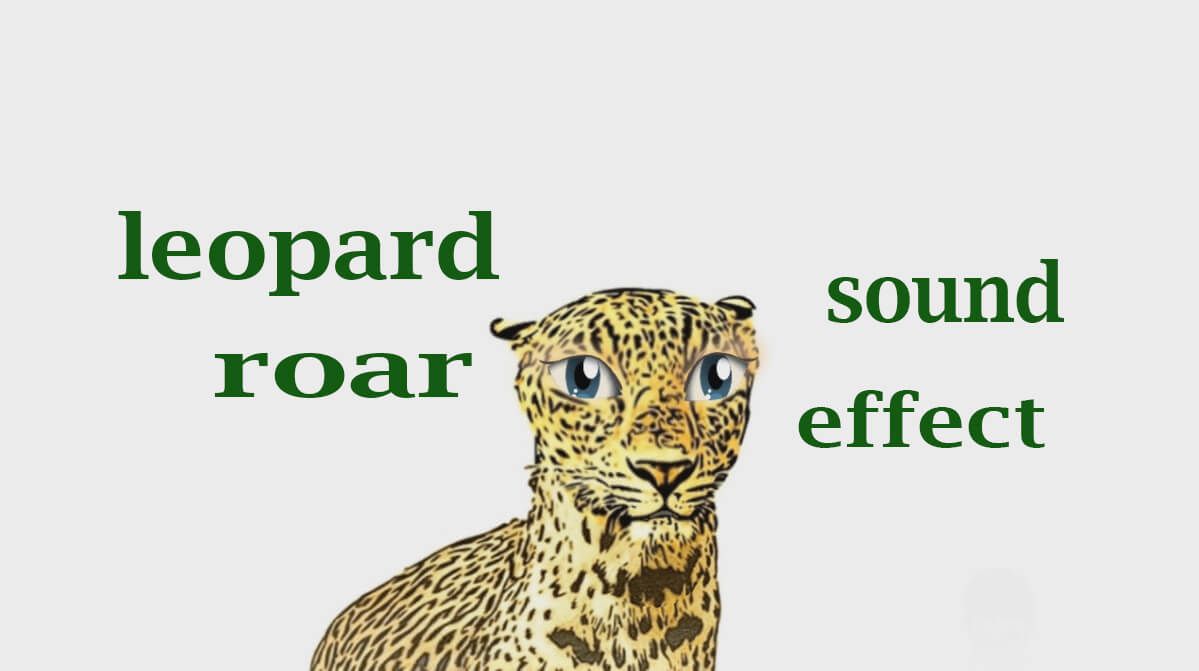 John Tramp on X: #How A #Leopard #Roar - Sound Effect