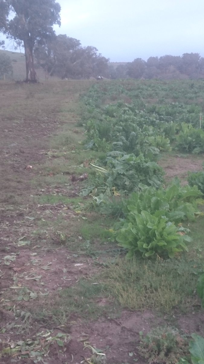 RickGladigau's tweet image. Took a few days but cows got a taste for #fodderbeets now.