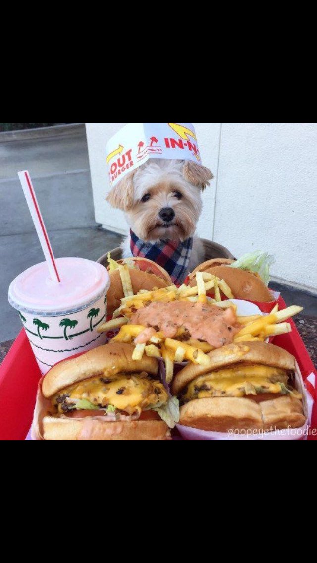 DailyDogs__ tweet picture